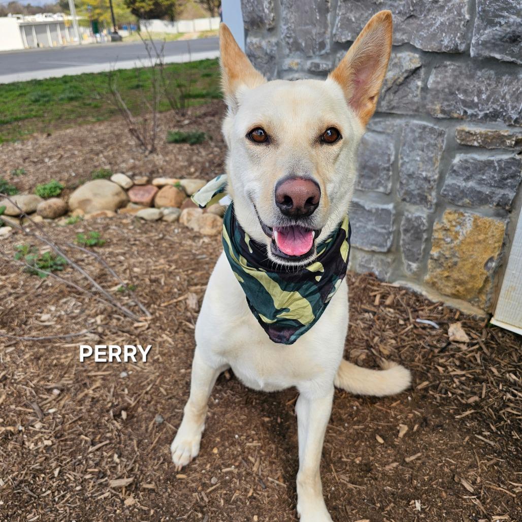 Enlarge Perry, a Adoptable mixed breed in Madisonville, TN image 3/5