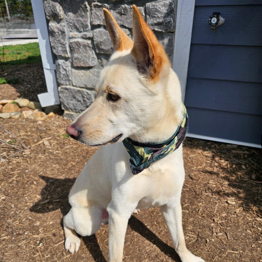 Enlarge Perry, a Adoptable mixed breed in Madisonville, TN image 4/5