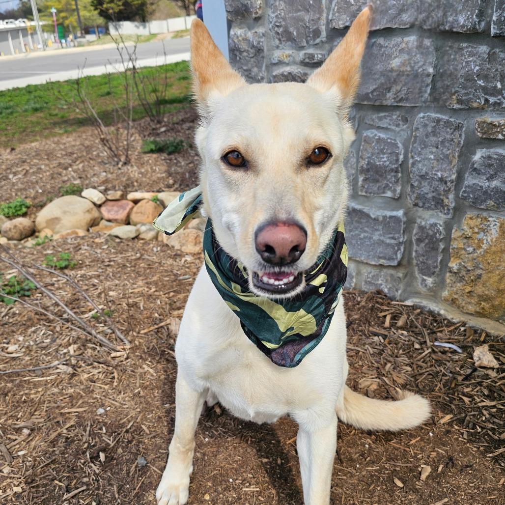 Enlarge Perry, a Adoptable mixed breed in Madisonville, TN image 5/5