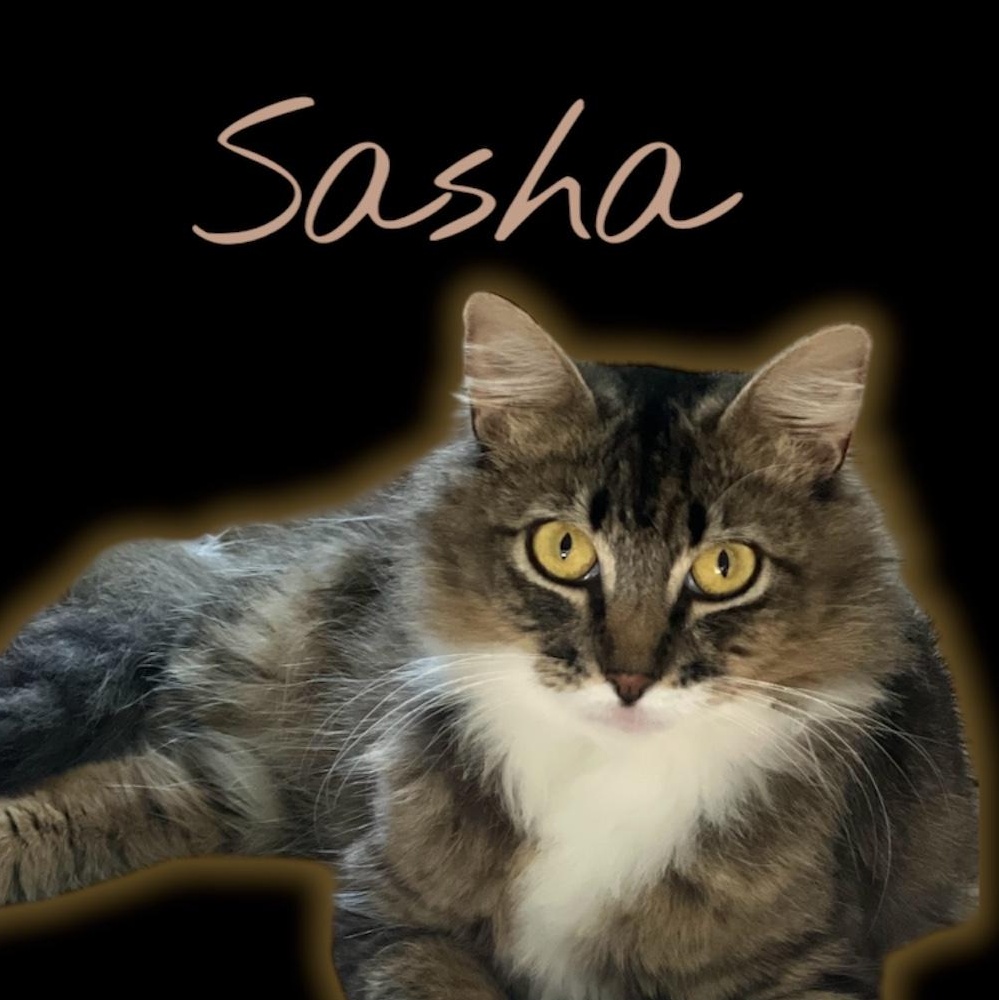 Sasha Domestic Medium Hair Cat