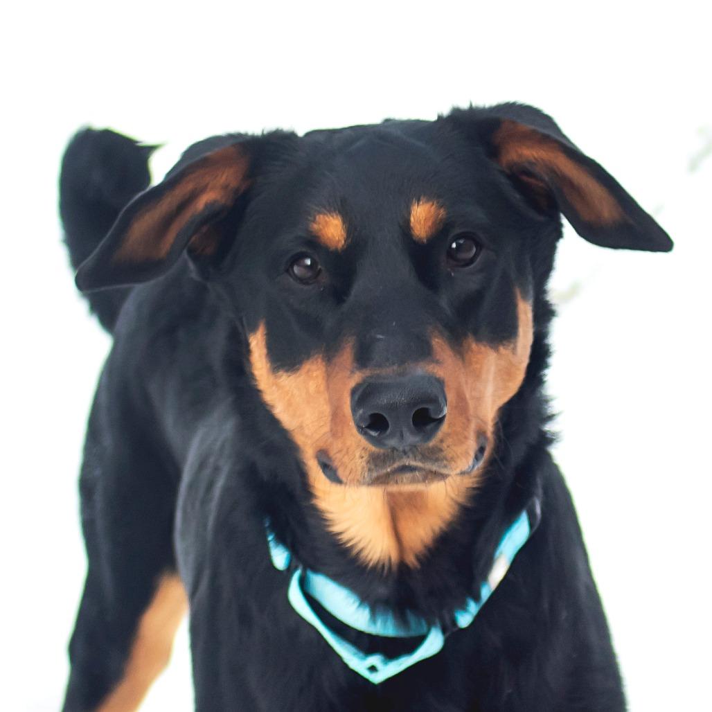 Russell, Adoptable, Young Male Mixed Breed.