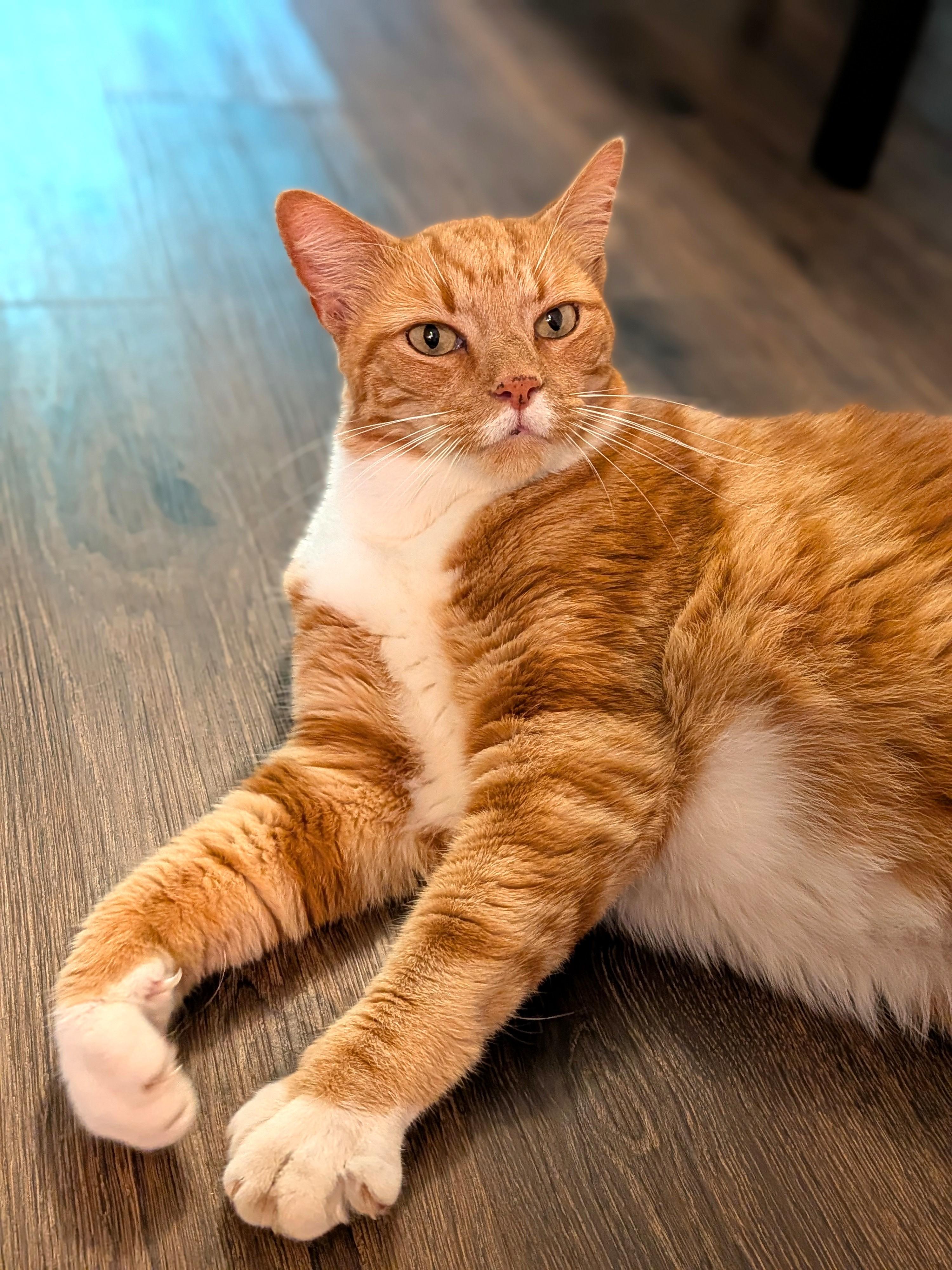 Stinky, a Adoptable Domestic Short Hair in Charlotte, NC image 2/6