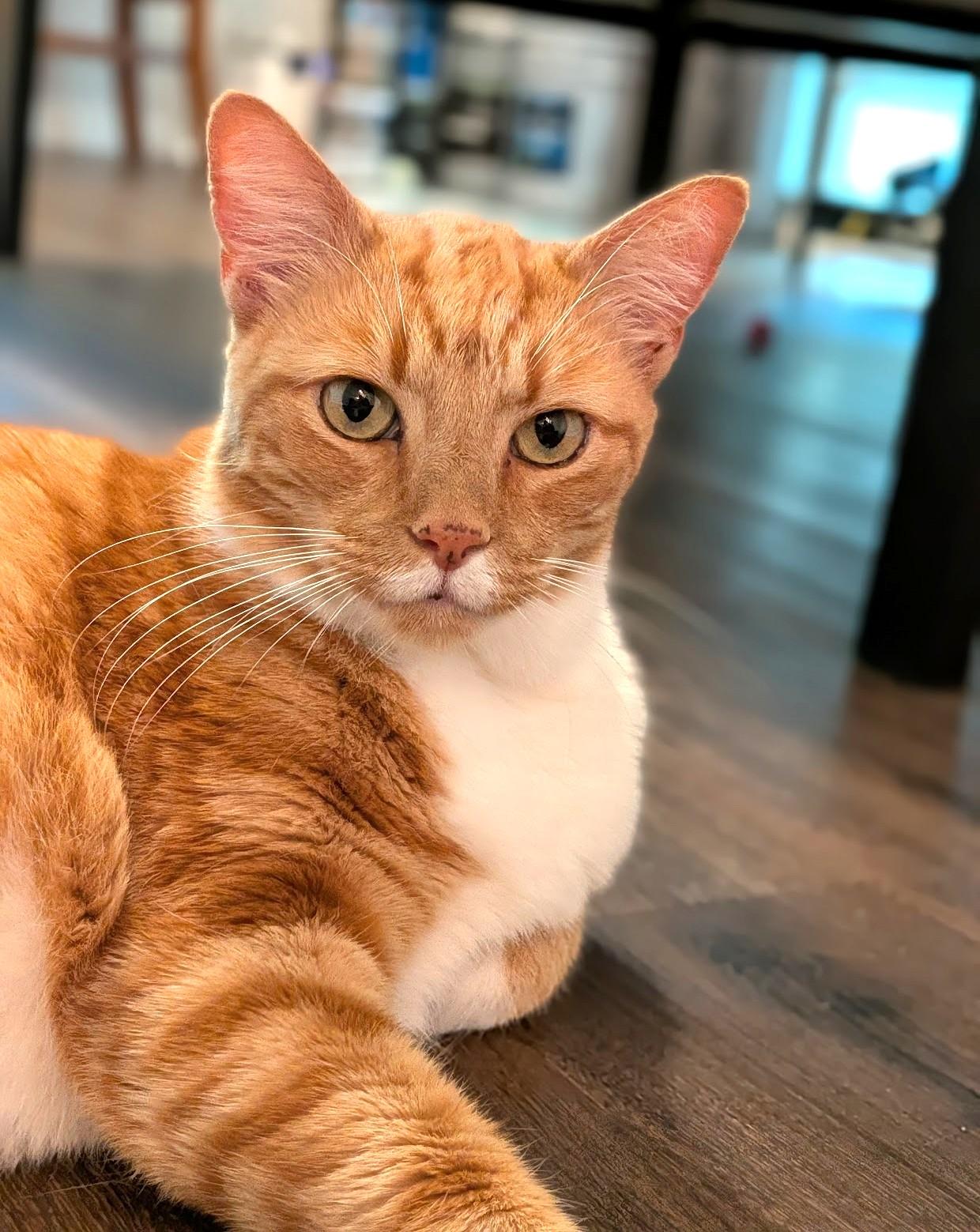 Stinky, a Adoptable Domestic Short Hair in Charlotte, NC image 4/6