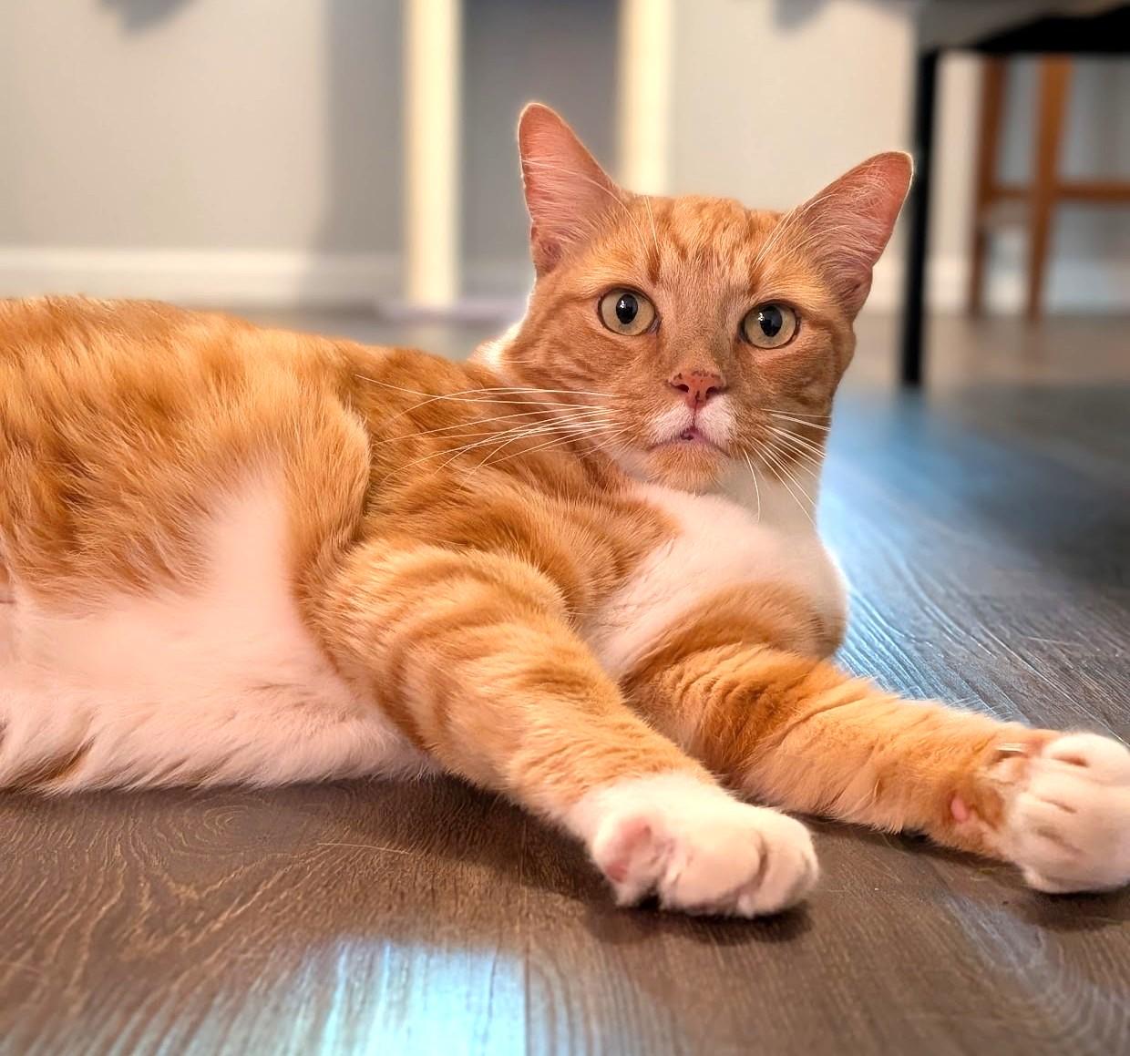 Stinky, a Adoptable Domestic Short Hair in Charlotte, NC image 5/6