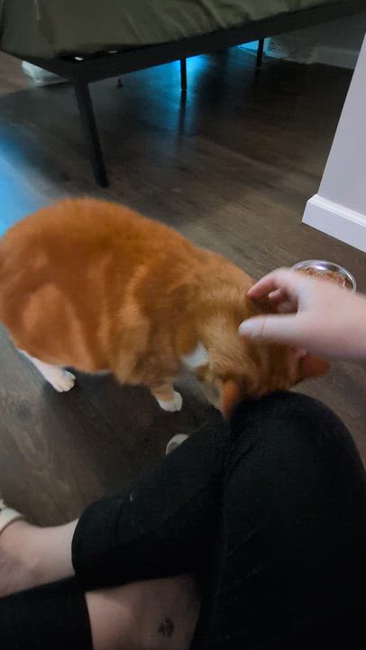 Enlarge Stinky, a Adoptable Domestic Short Hair in Charlotte, NC video 3/6