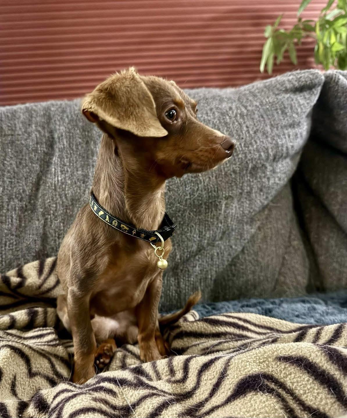 Enlarge Joey , an adopted Dachshund in Eugene, OR image 2/4