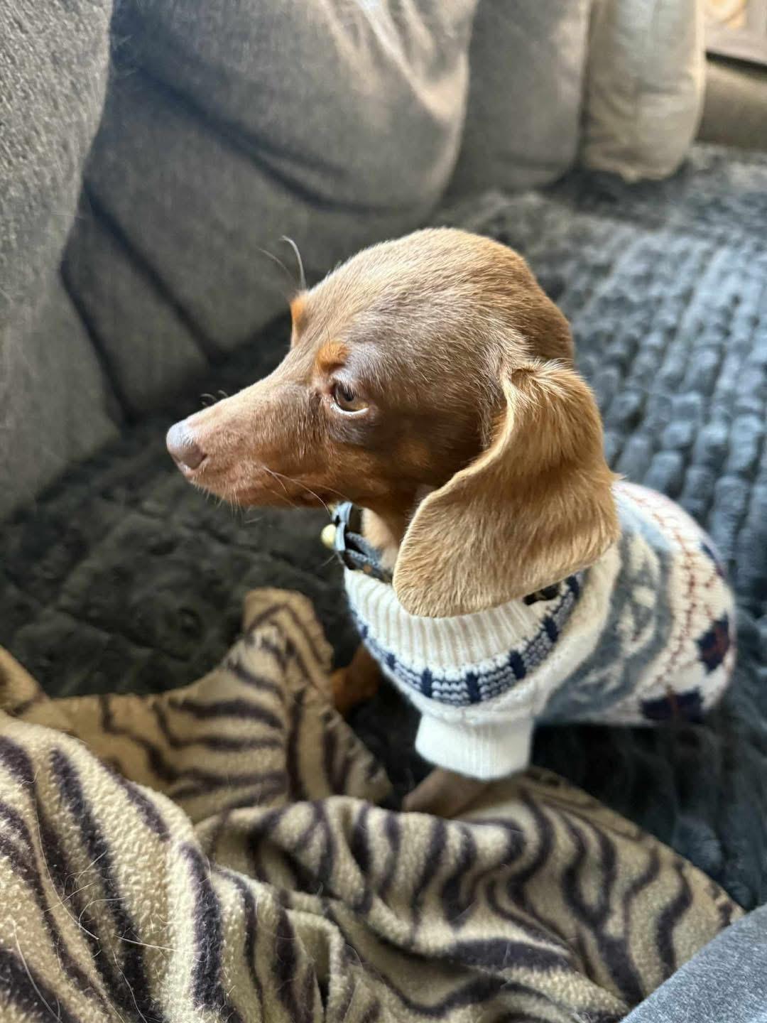 Joey , adopted, Adult Male Dachshund.