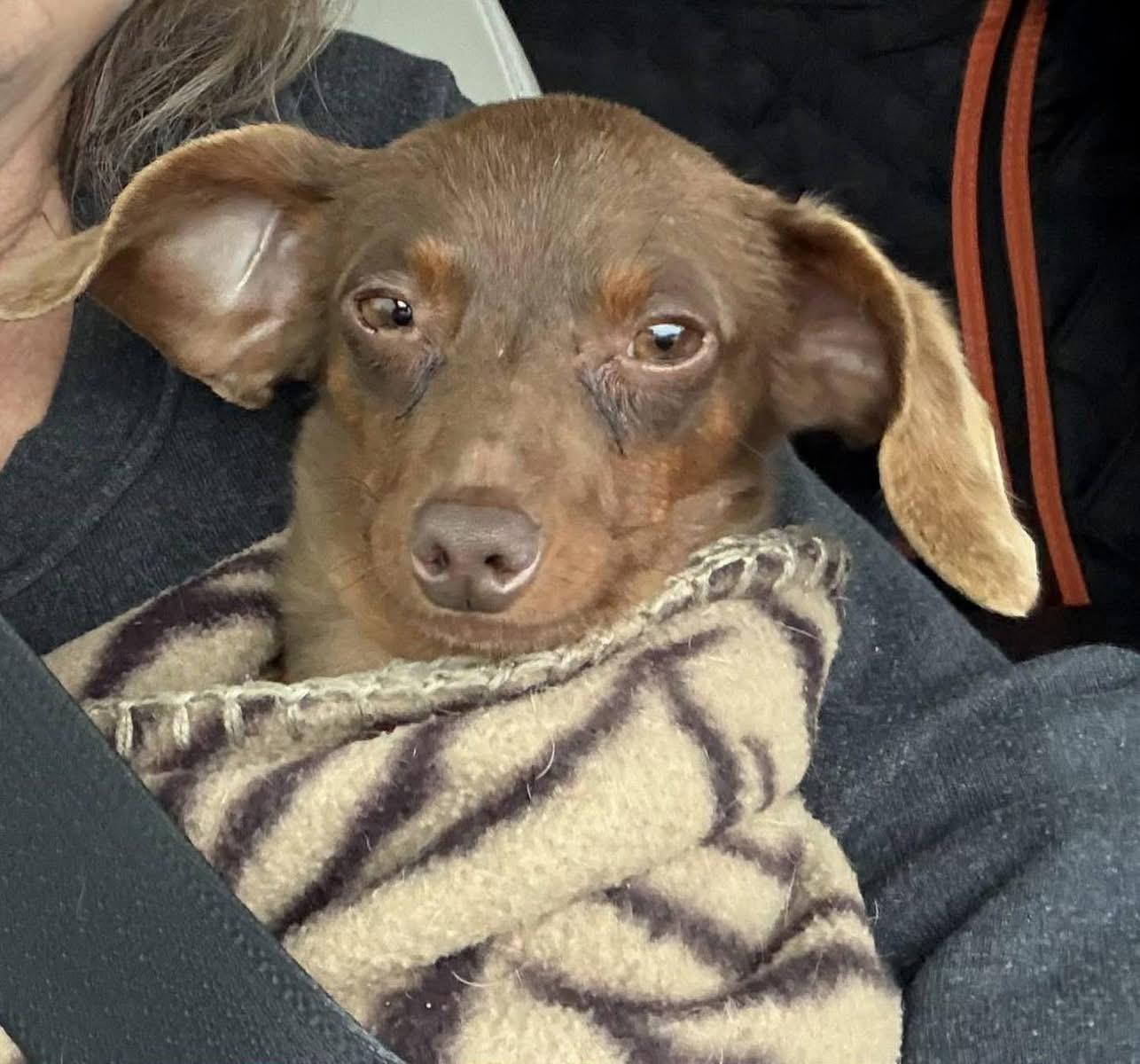 Enlarge Joey , an adopted Dachshund in Eugene, OR image 4/4