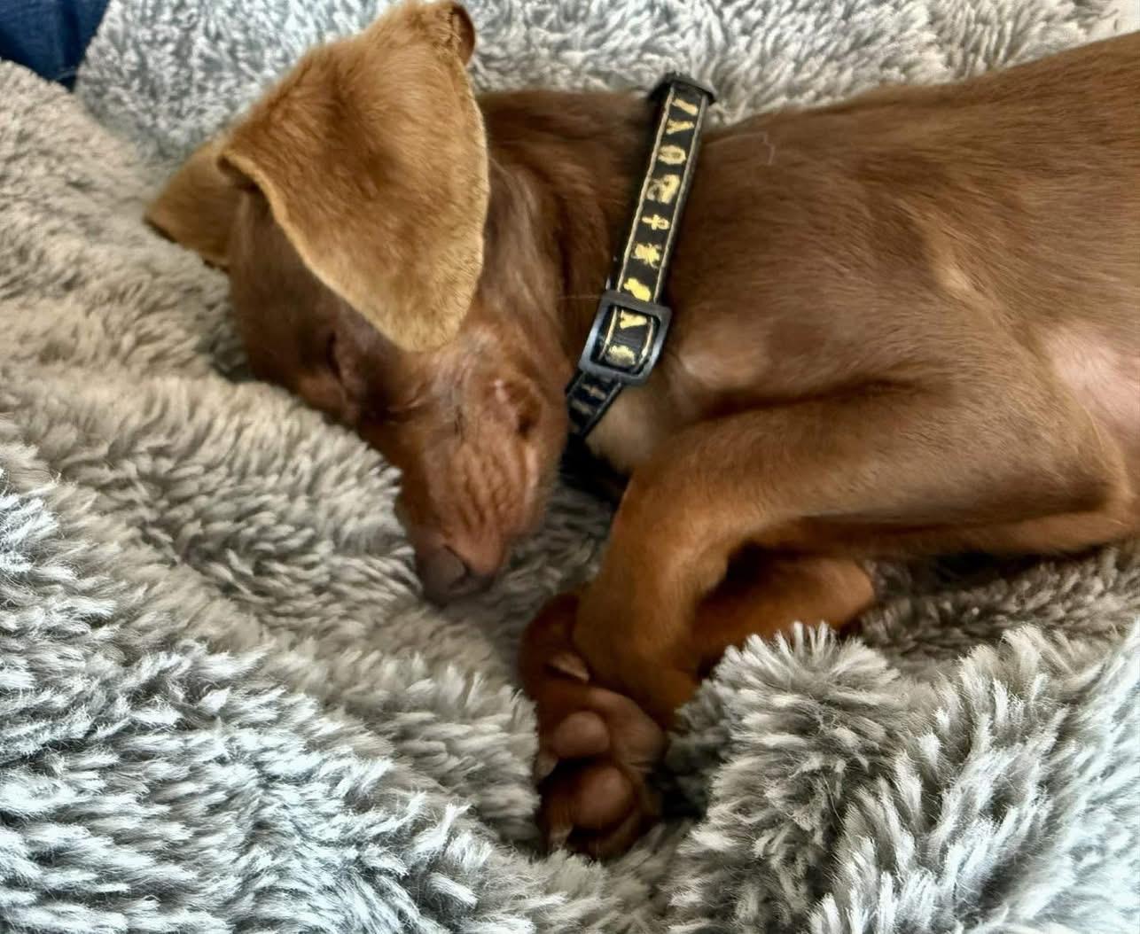 Enlarge Joey , an adopted Dachshund in Eugene, OR image 3/4