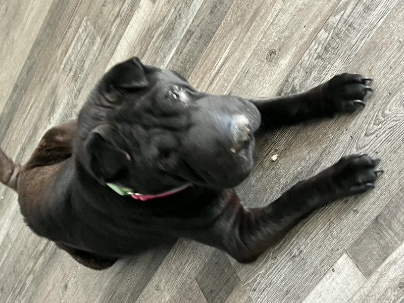 Lola, Adoptable, Adult Female Shar-Pei.