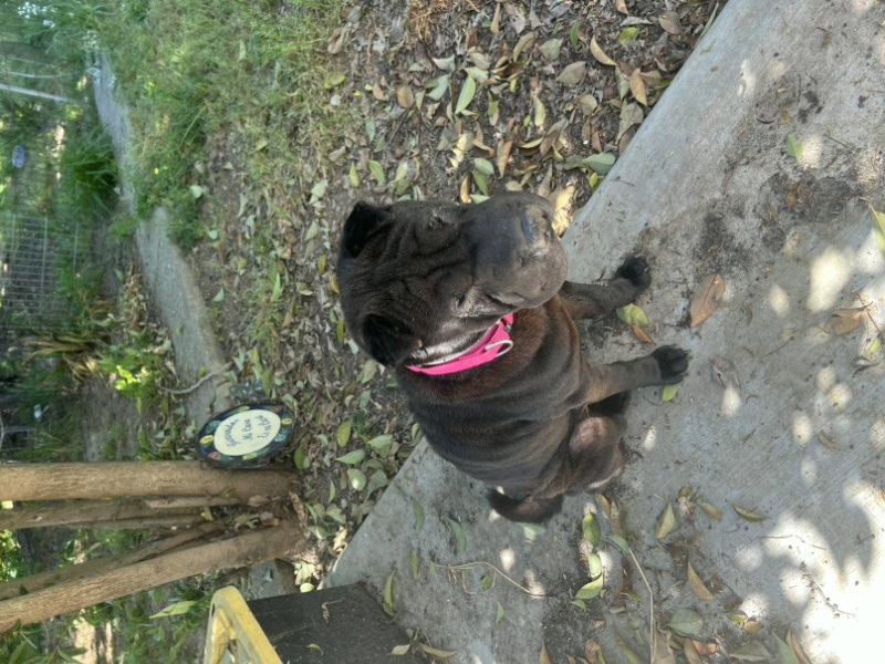 Enlarge Lola, a Adoptable Shar-Pei in Lake Forest, CA image 2/3