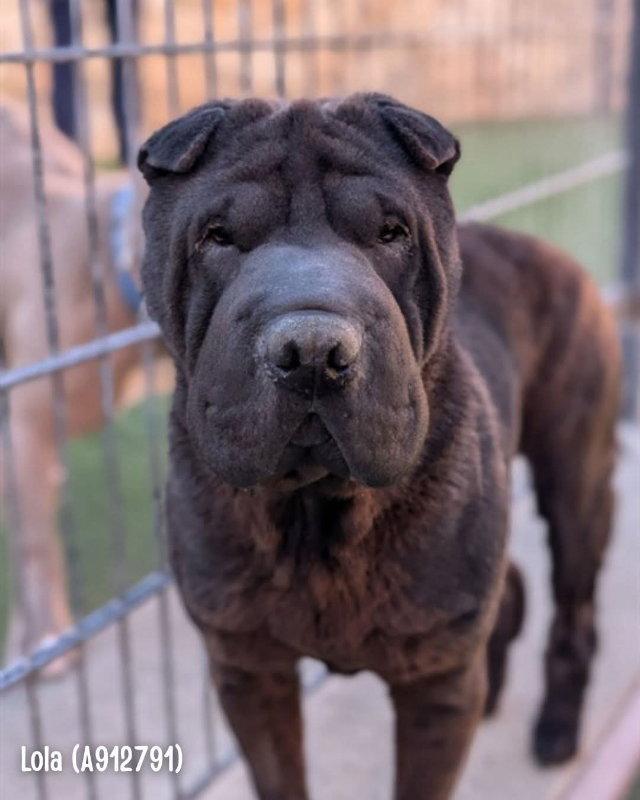 Enlarge Lola, a Adoptable Shar-Pei in Lake Forest, CA image 3/3