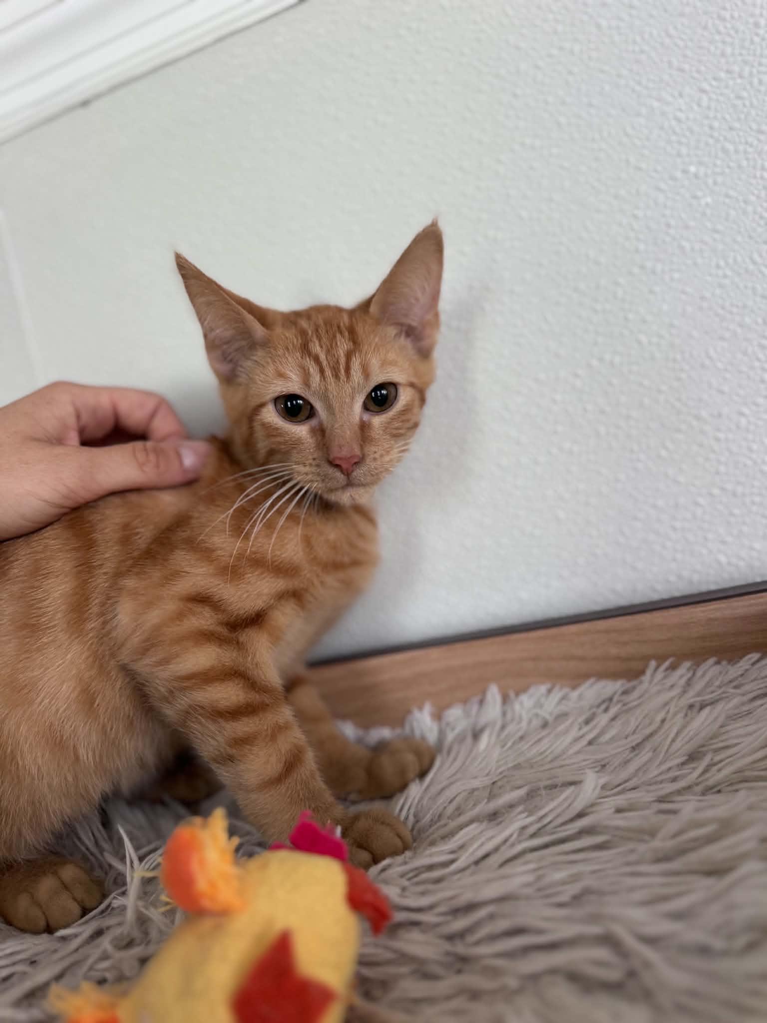 Enlarge Carl, a ADOPTABLE Domestic Short Hair in Myakka City, FL image 5/5
