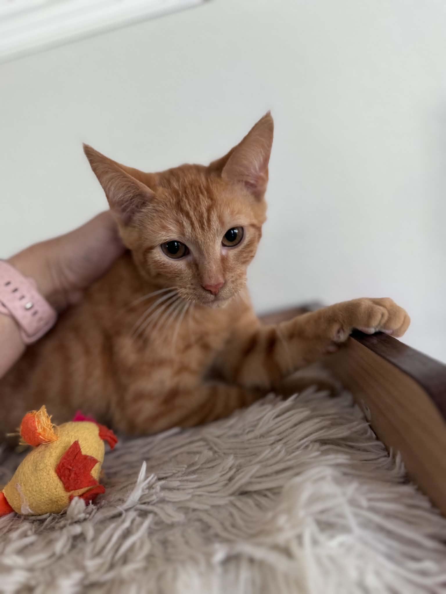 Enlarge Carl, a ADOPTABLE Domestic Short Hair in Myakka City, FL image 4/5