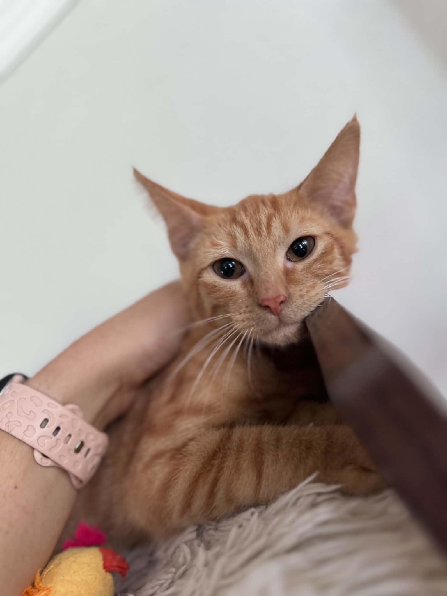 Enlarge Carl, a ADOPTABLE Domestic Short Hair in Myakka City, FL image 2/5