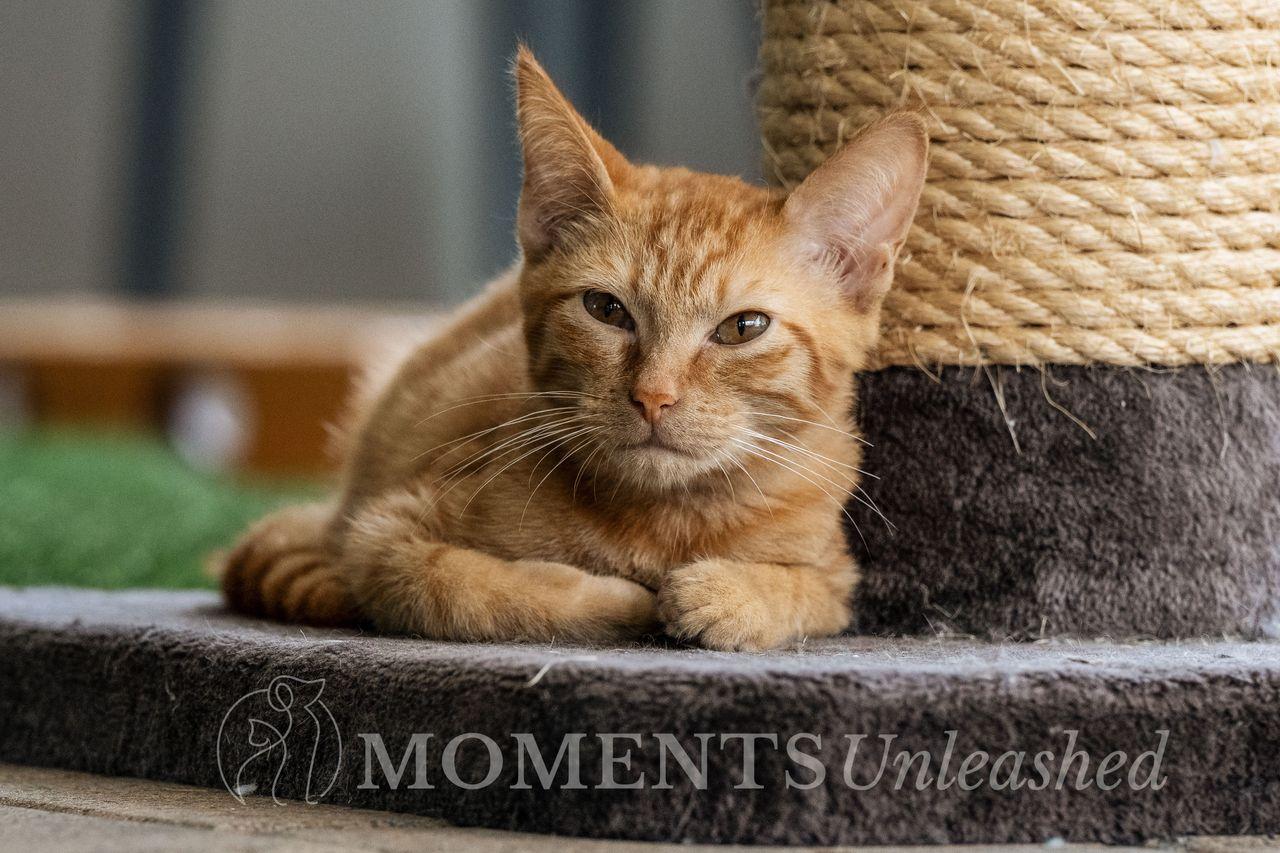 Enlarge Carl, a ADOPTABLE Domestic Short Hair in Myakka City, FL image 3/5