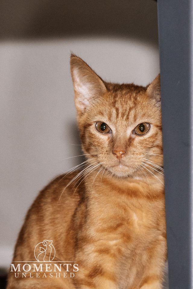 Enlarge Carl, a ADOPTABLE Domestic Short Hair in Myakka City, FL image 1/5