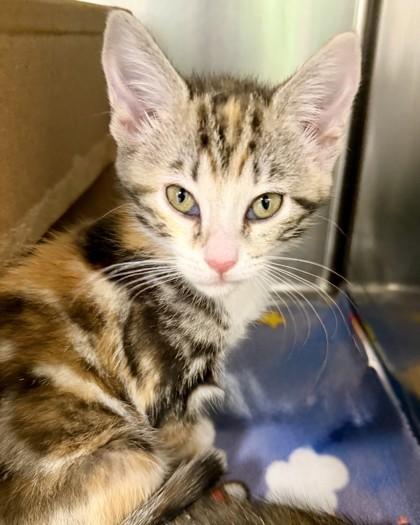 Marshmallow, Adoptable, Kitten Female Domestic Short Hair & Domestic Short Hair.