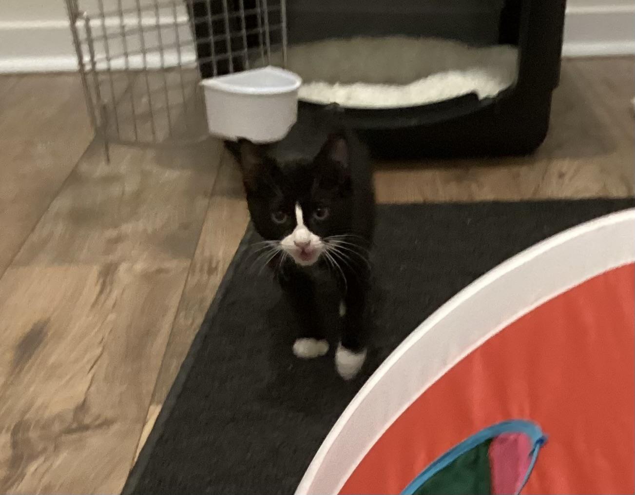 Ludwig von Nubbin, Adopted, Kitten Male Domestic Short Hair.