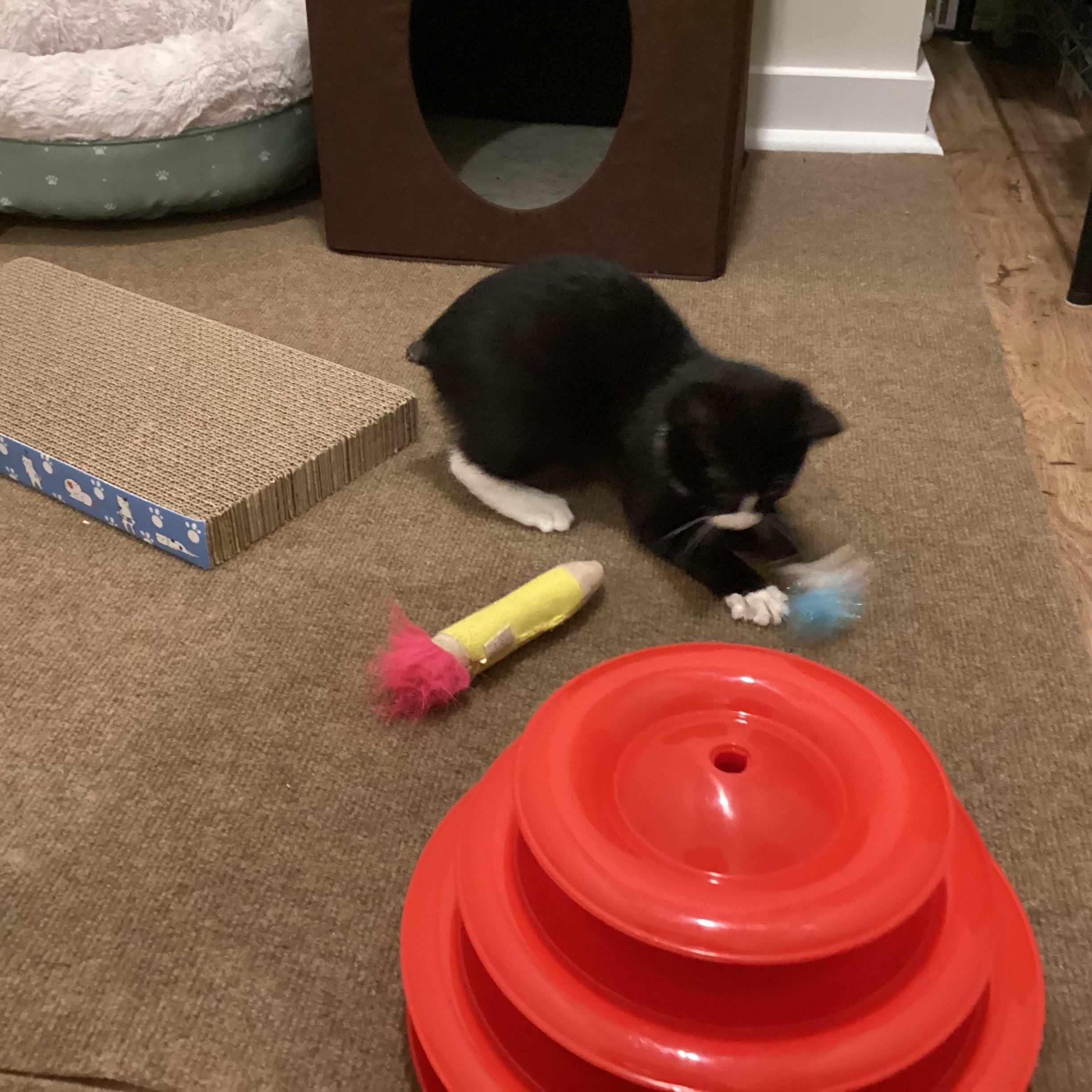 Enlarge Ludwig von Nubbin, a Adopted Domestic Short Hair in Waxhaw, NC image 3/6