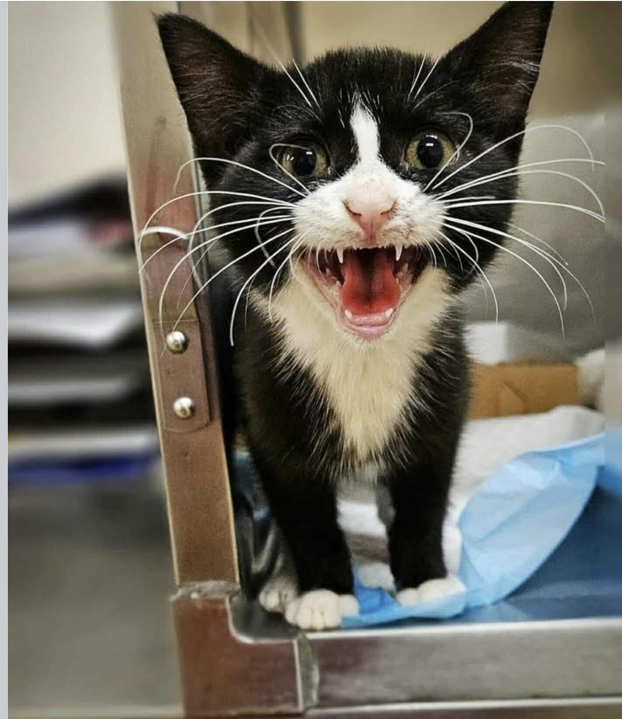 Enlarge Ludwig von Nubbin, a Adopted Domestic Short Hair in Waxhaw, NC image 4/6