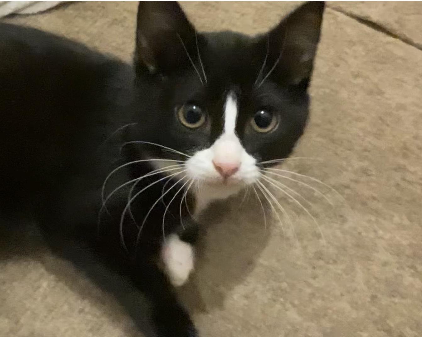 Enlarge Ludwig von Nubbin, a Adopted Domestic Short Hair in Waxhaw, NC image 5/6