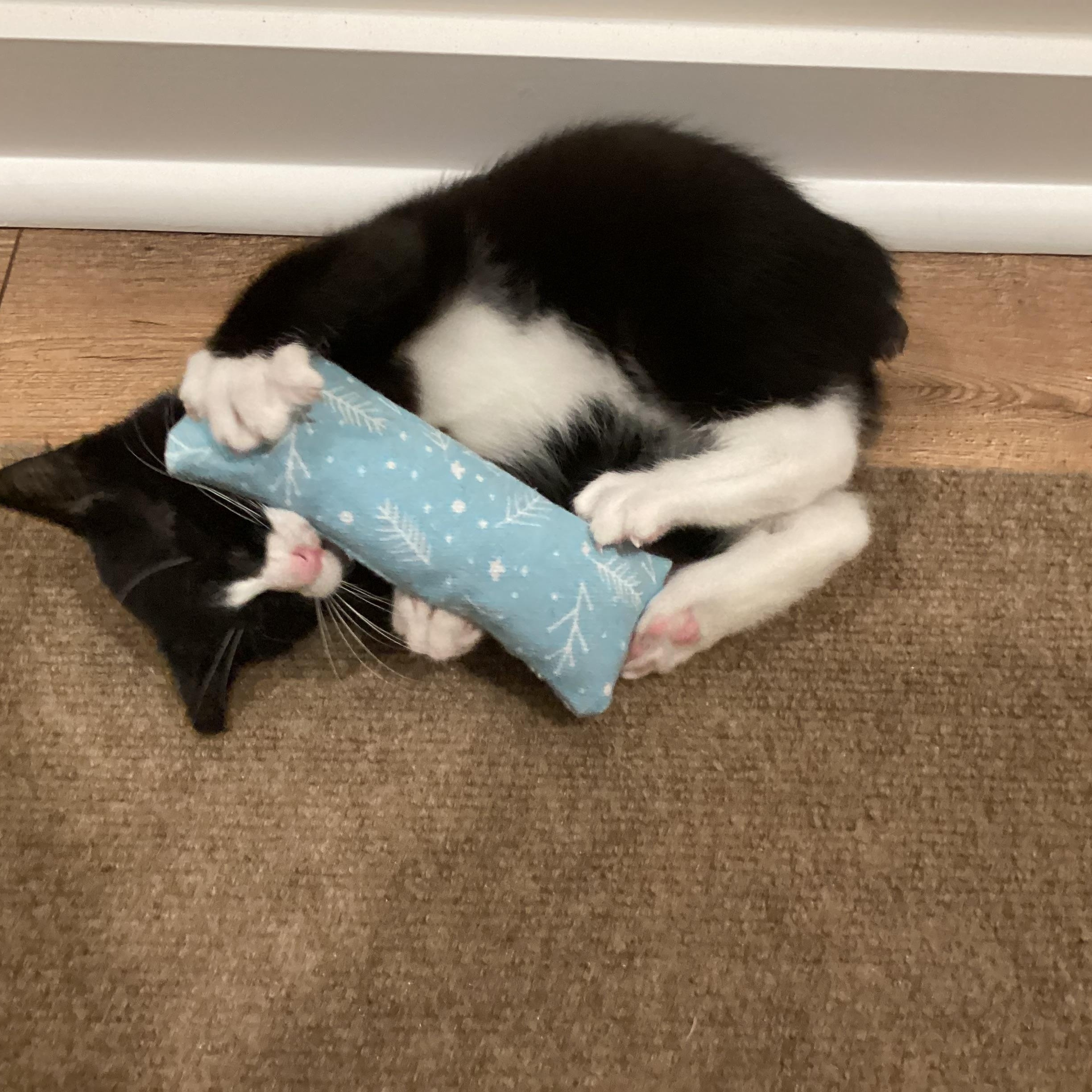 Enlarge Ludwig von Nubbin, a Adopted Domestic Short Hair in Waxhaw, NC image 6/6