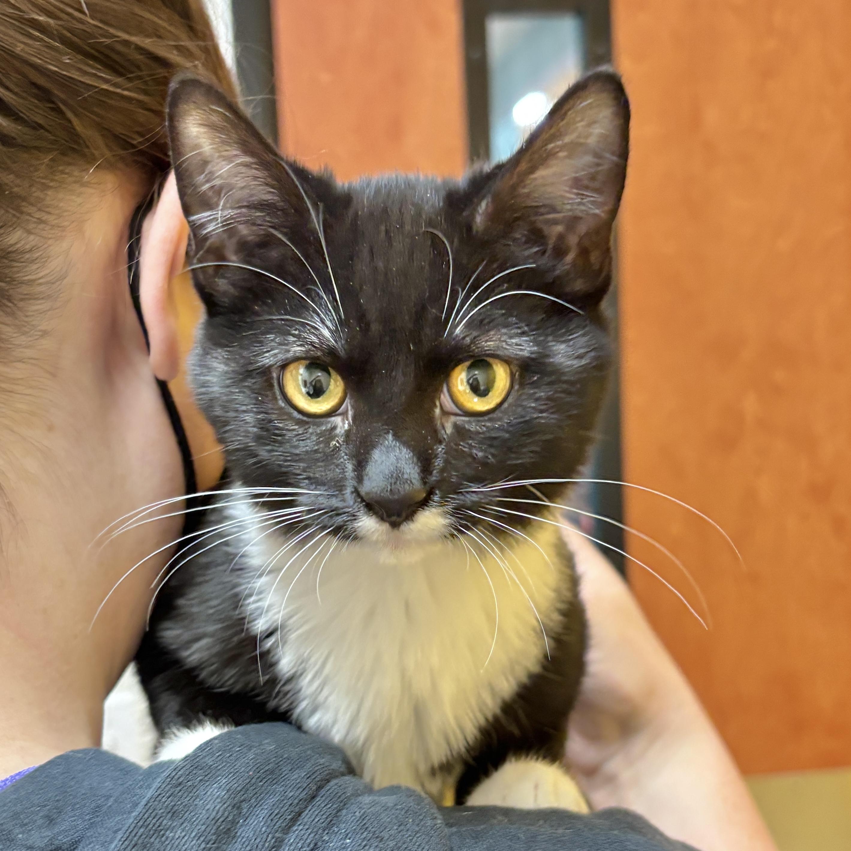 Socks, ADOPTABLE, Kitten Female Domestic Short Hair.
