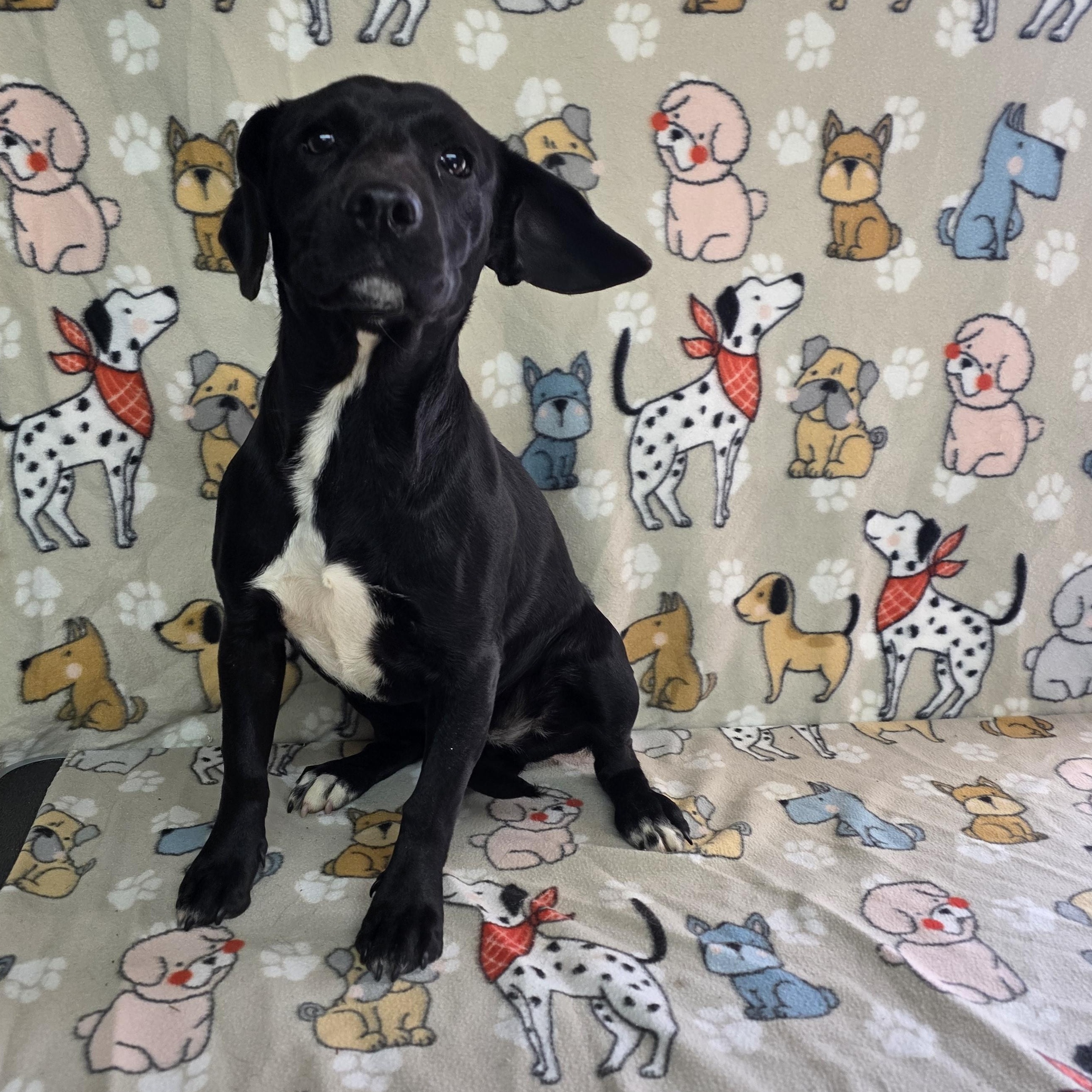Farrah, a ADOPTABLE mixed breed in Dallas, GA image 5/5