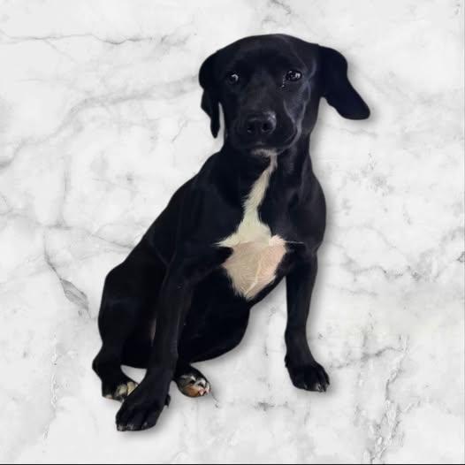 Enlarge Farrah, a ADOPTABLE mixed breed in Dallas, GA image 1/1