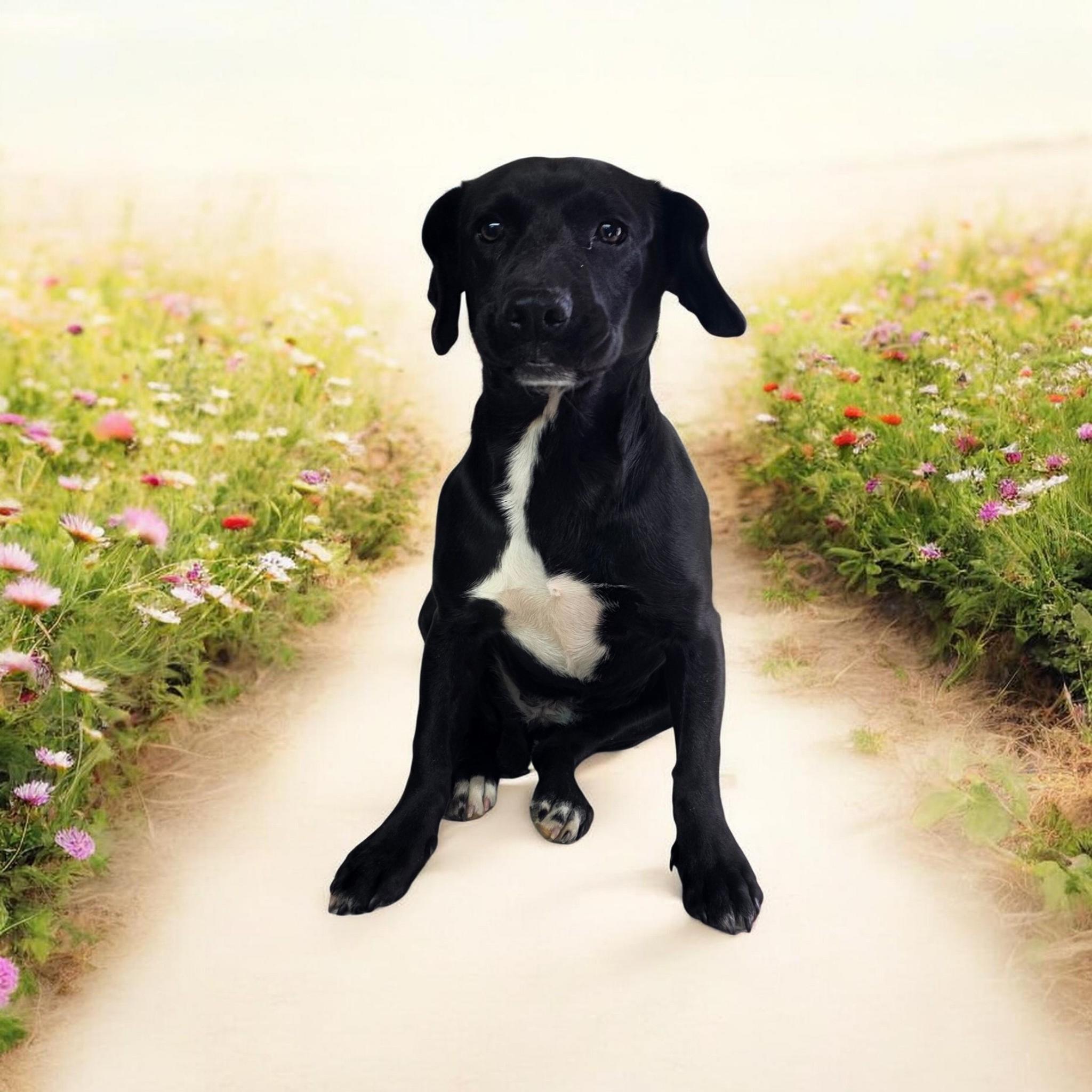 Farrah, ADOPTABLE, Adult Female Beagle.