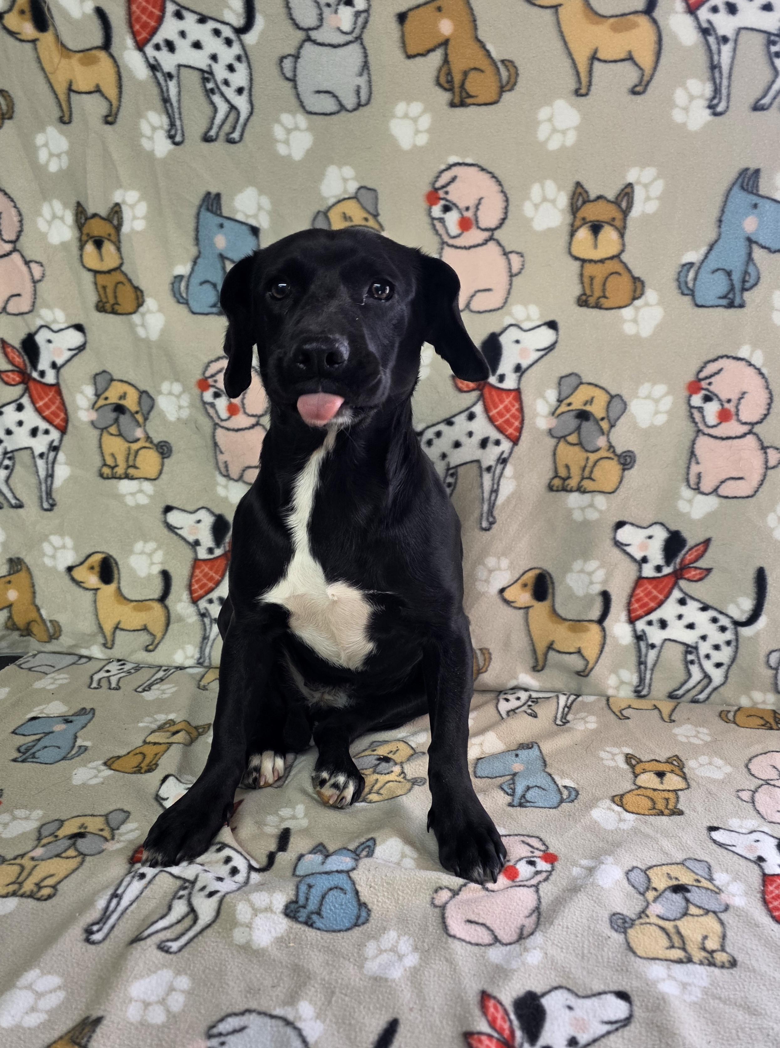 Farrah, a ADOPTABLE mixed breed in Dallas, GA image 3/5