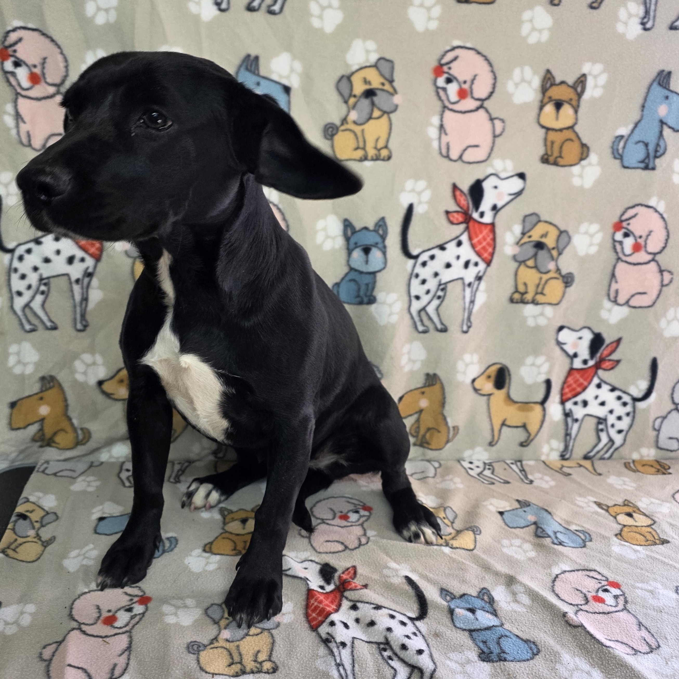 Farrah, a ADOPTABLE mixed breed in Dallas, GA image 4/5
