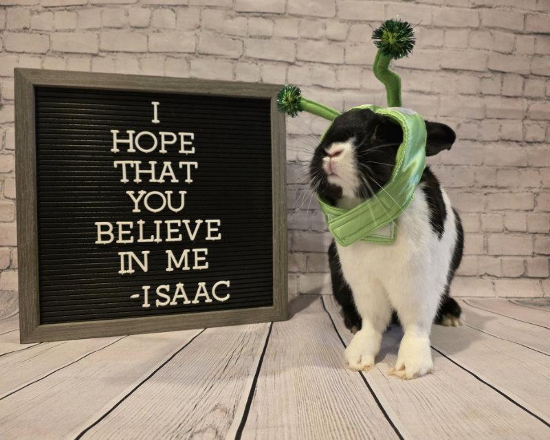 Isaac, Adoptable, Adult Male Dutch & Lionhead.