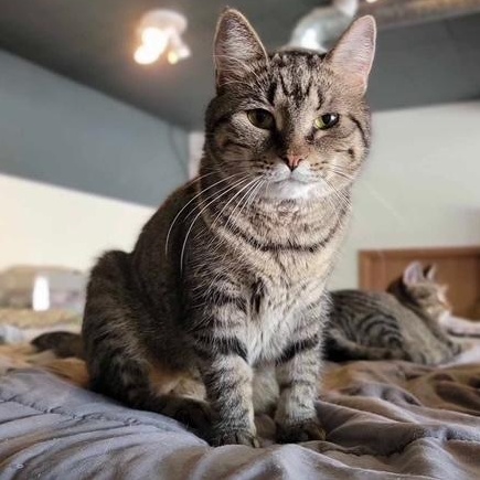 Eve, an adoptable Domestic Short Hair in Devils Lake, ND, 58301 | Photo Image 1