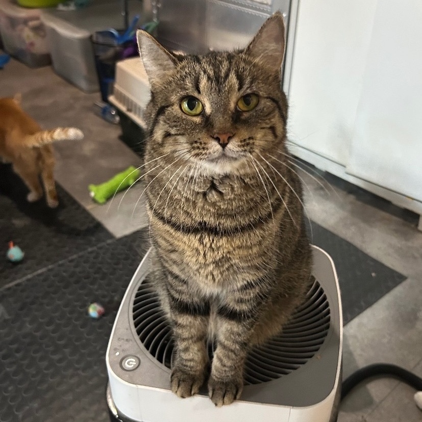 Eve, a Adoptable Domestic Short Hair in Devils Lake, ND image 2/6