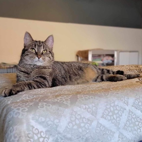 Eve, a Adoptable Domestic Short Hair in Devils Lake, ND image 4/6