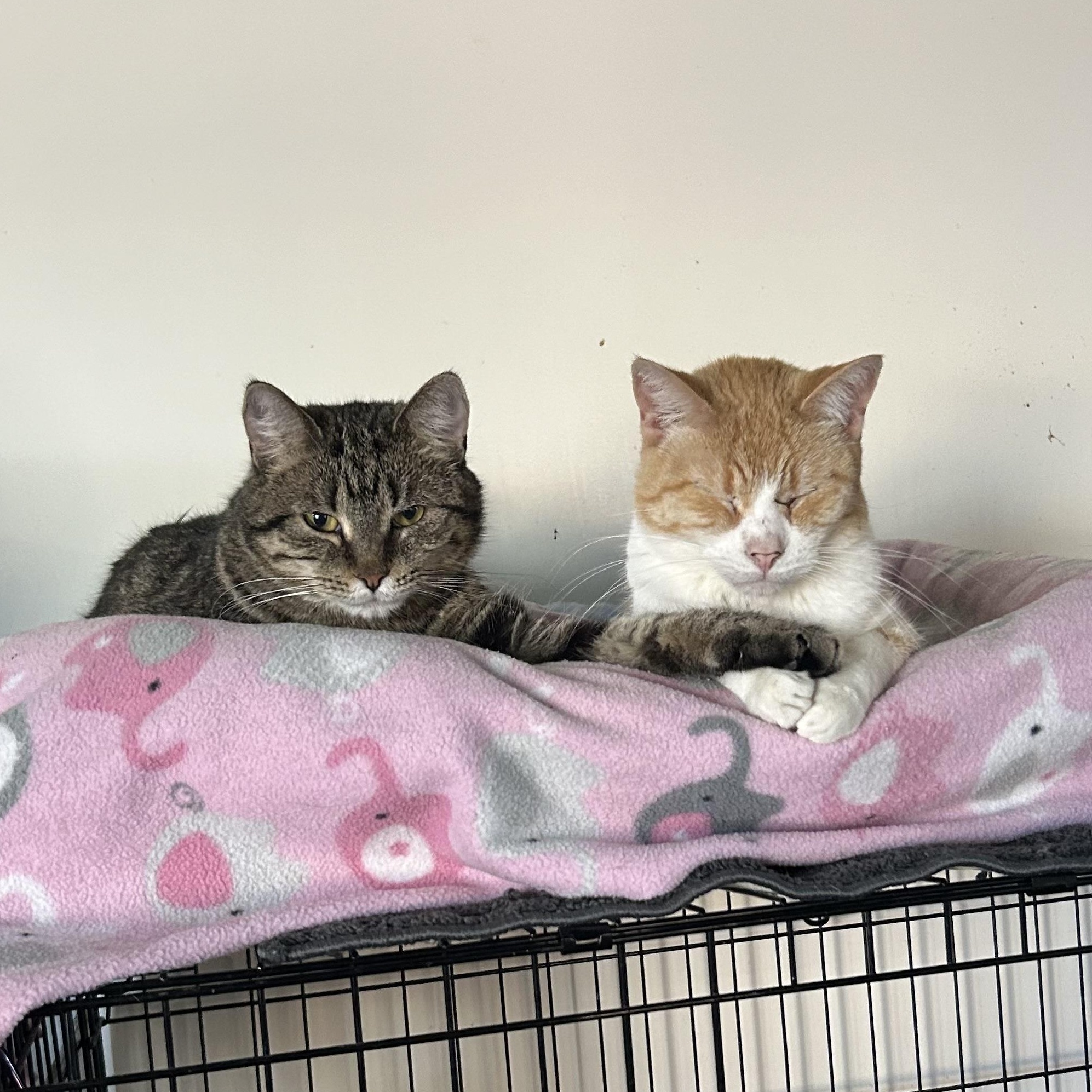 Eve, a Adoptable Domestic Short Hair in Devils Lake, ND image 3/6