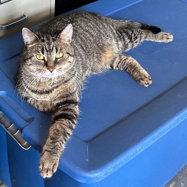 Eve, a Adoptable Domestic Short Hair in Devils Lake, ND image 5/6