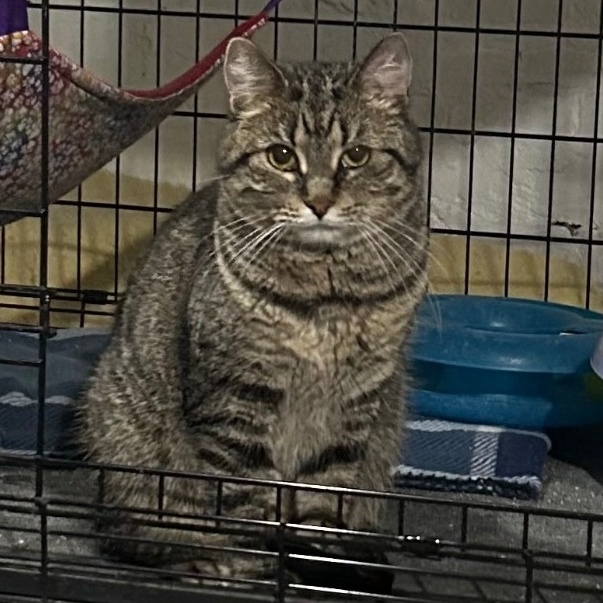 Eve, a Adoptable Domestic Short Hair in Devils Lake, ND image 6/6