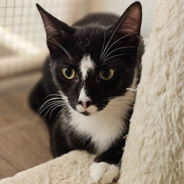 Enlarge Tippy, a ADOPTABLE Domestic Short Hair in Waynesville, NC image 1/1