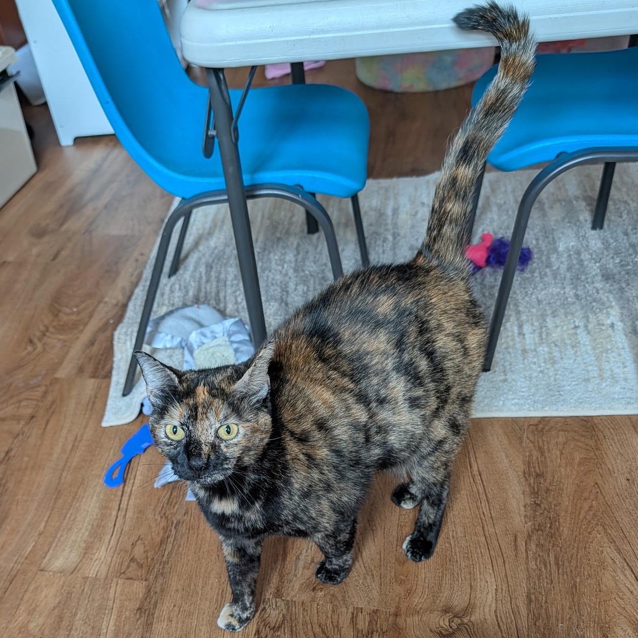 Chloe & Sugar, a Adoptable Domestic Short Hair in Beltsville, MD image 6/6