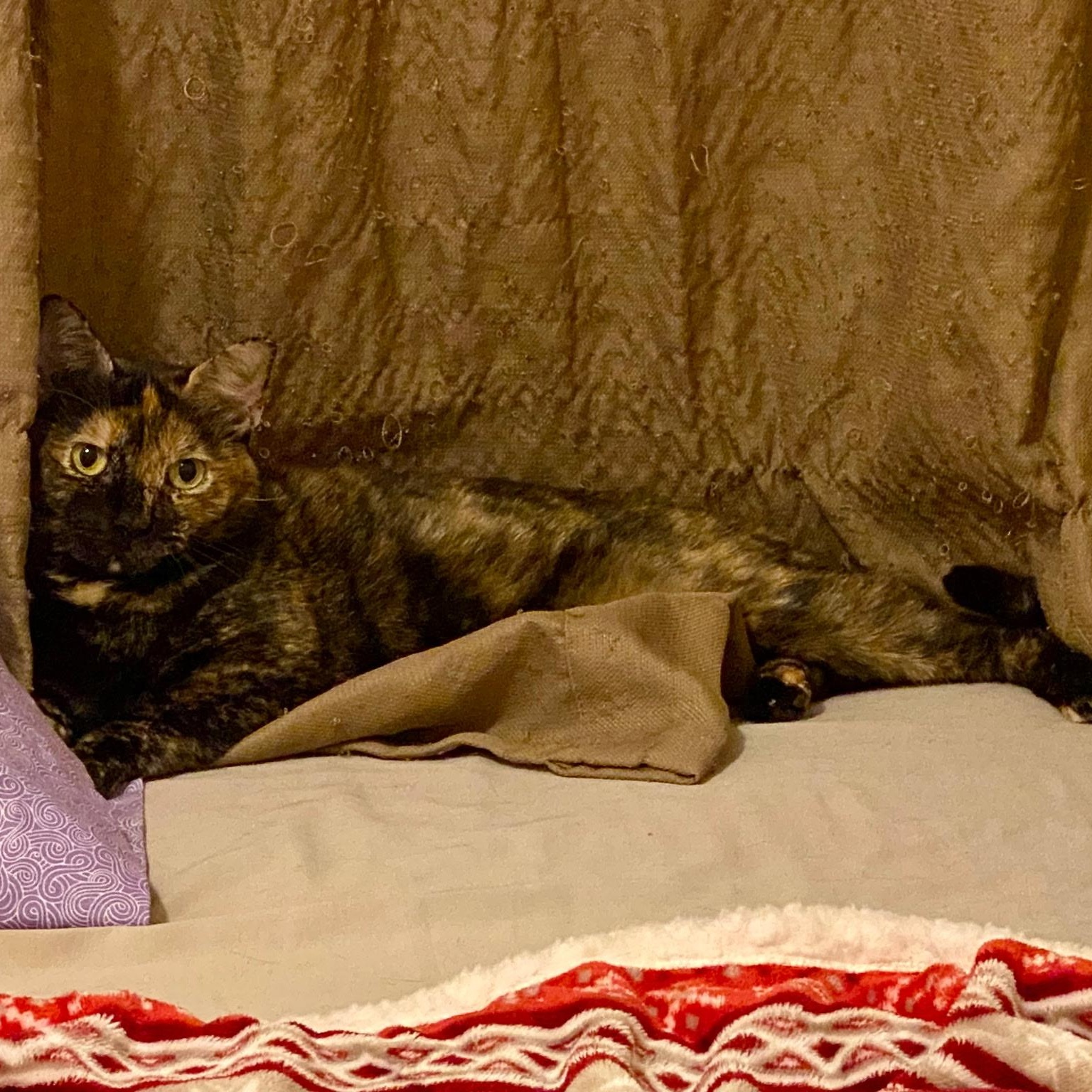 Chloe & Sugar, a Adoptable Domestic Short Hair in Beltsville, MD image 3/6