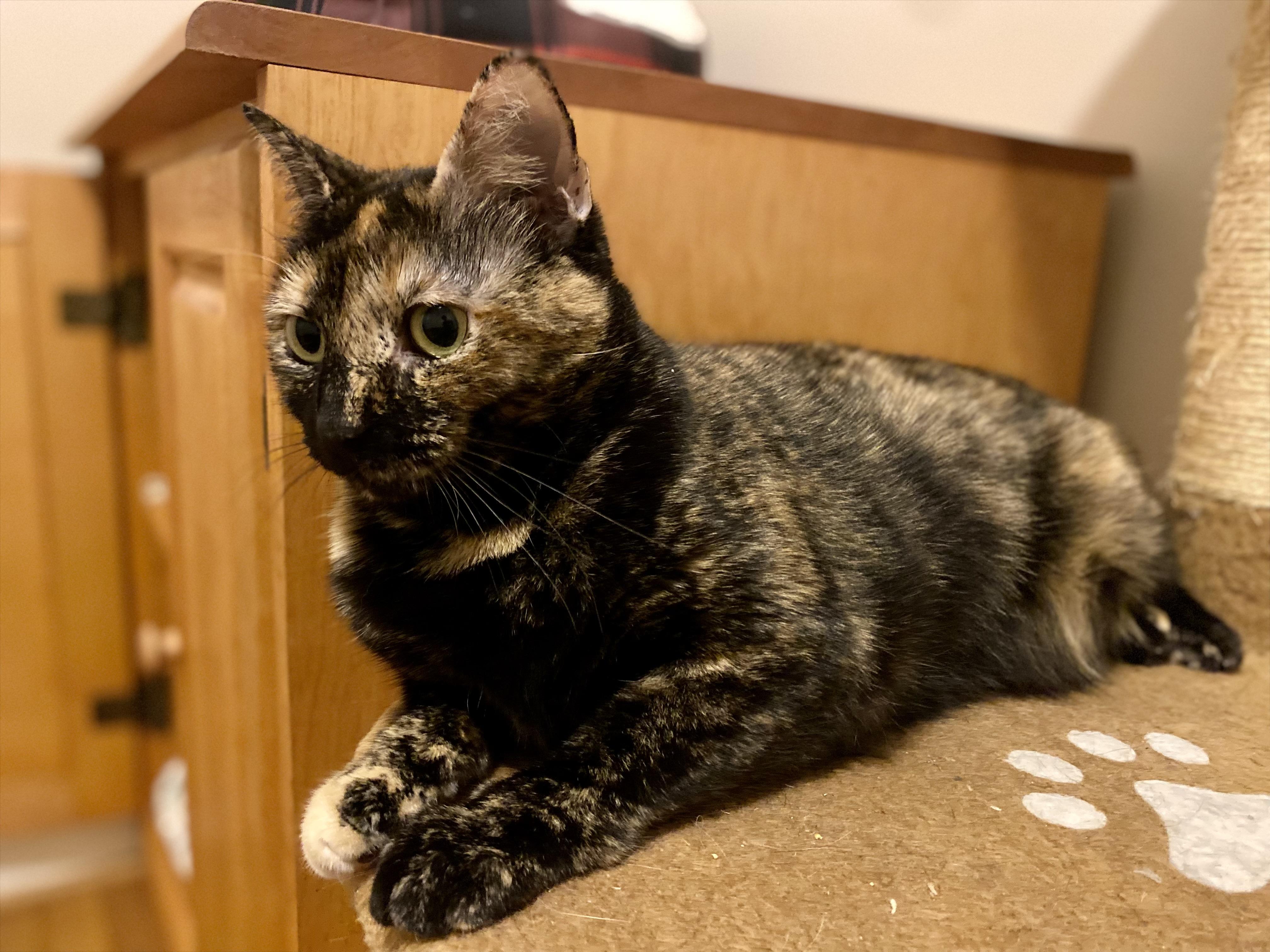 Chloe & Sugar, a Adoptable Domestic Short Hair in Beltsville, MD image 5/6