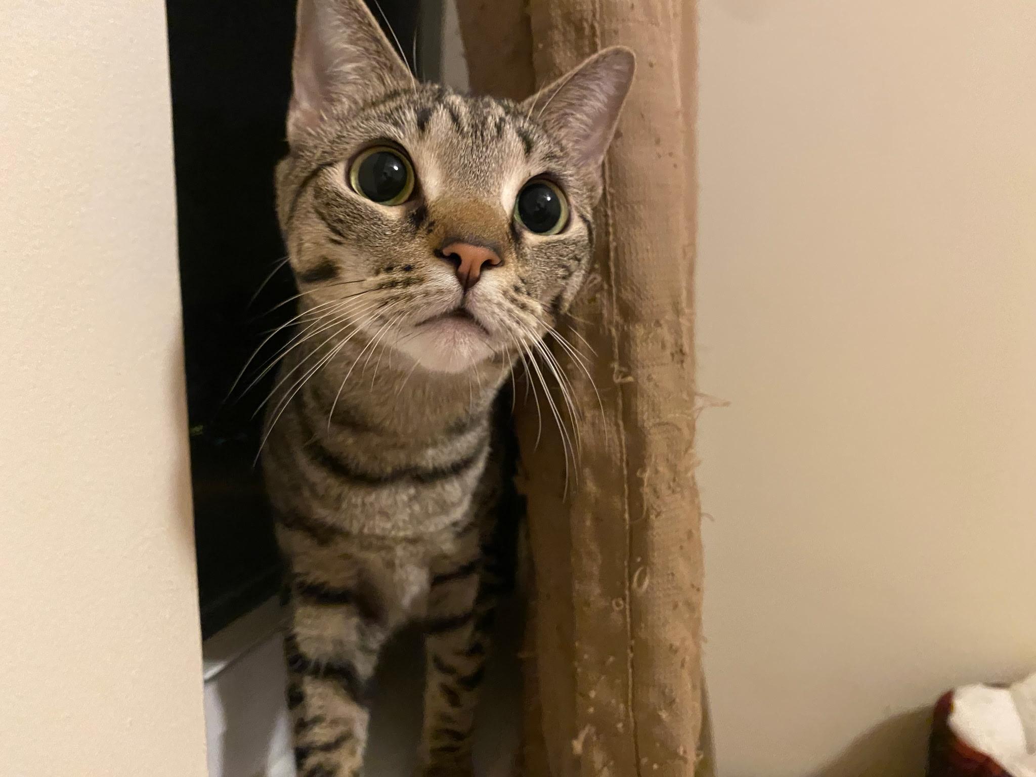 Chloe & Sugar, a Adoptable Domestic Short Hair in Beltsville, MD image 2/6