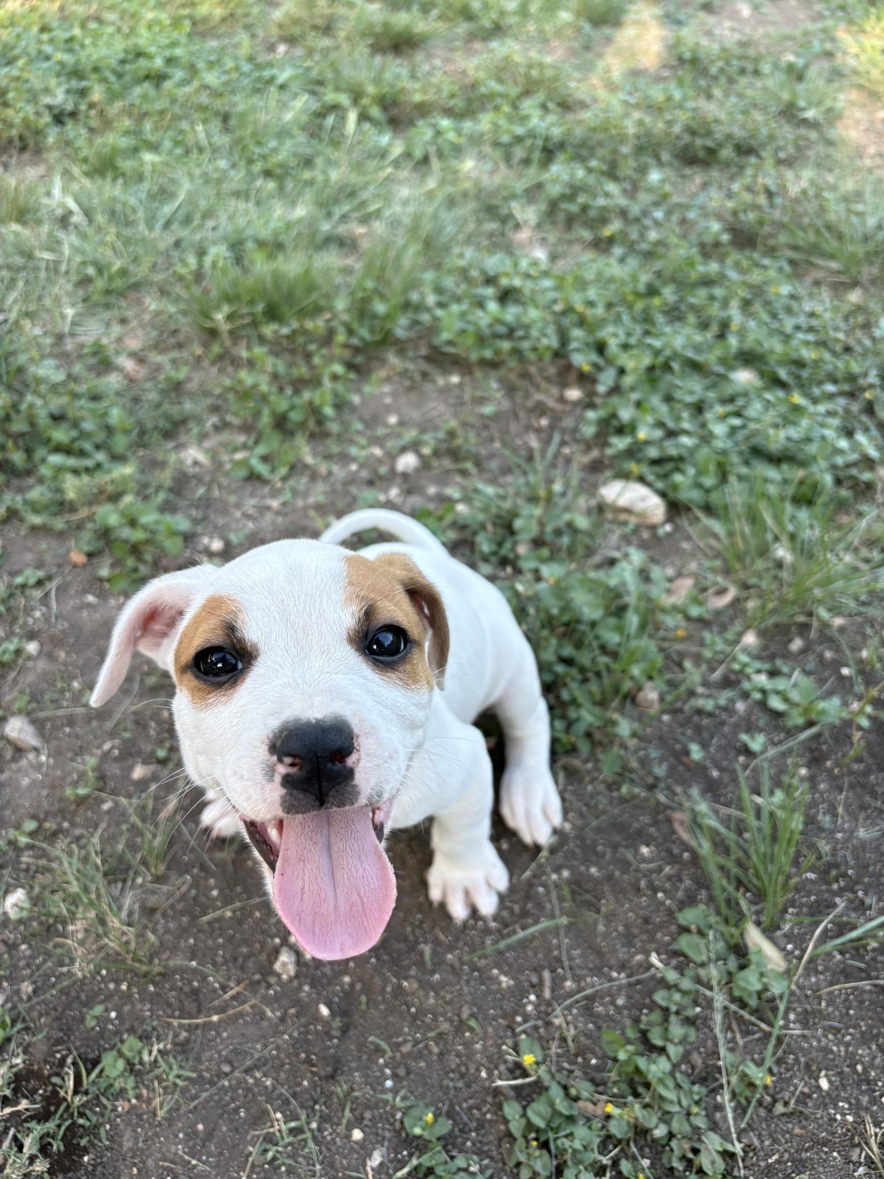 Enlarge Mary, a Adopted mixed breed in Wausau, WI image 2/4