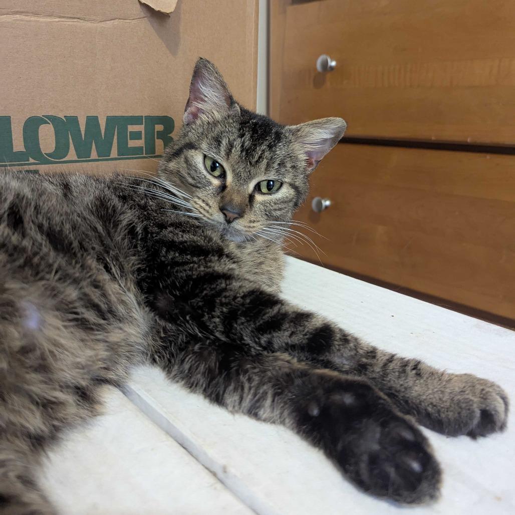 Charlotte, Adoptable, Adult Female Domestic Short Hair.