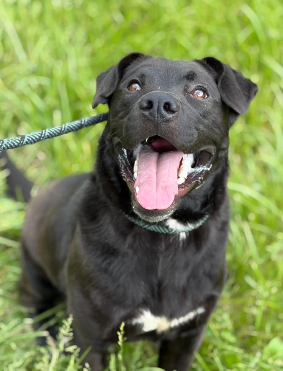 Enlarge Manny, a Adoptable mixed breed in Hazard, KY image 3/3
