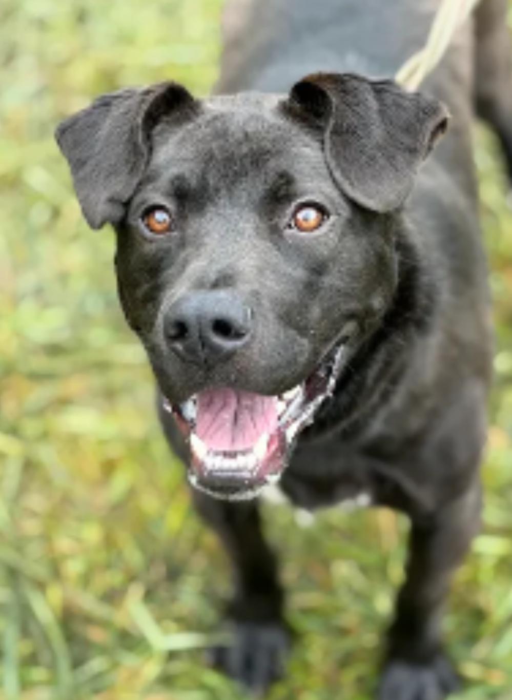 Enlarge Manny, a Adoptable mixed breed in Hazard, KY image 2/3