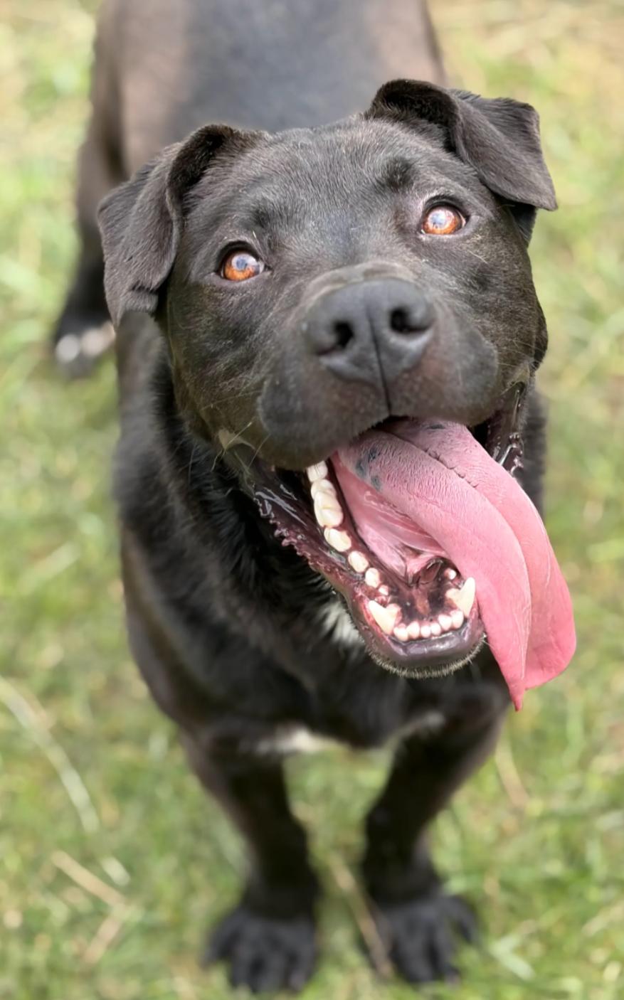Manny, Adoptable, Young Male Black Labrador Retriever.